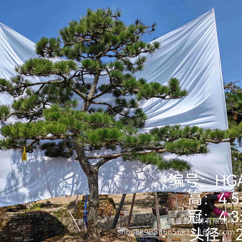 迎客松供应:自然之美与市场趋势同频共振