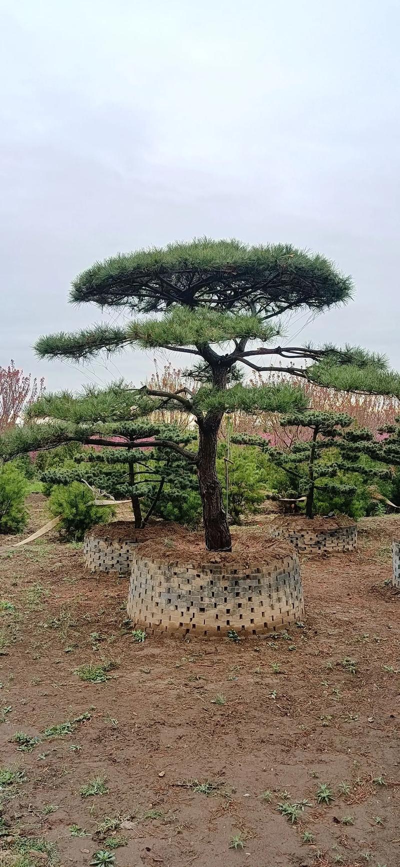 黑松价格动态解析:市场供需如何影响木材成本?