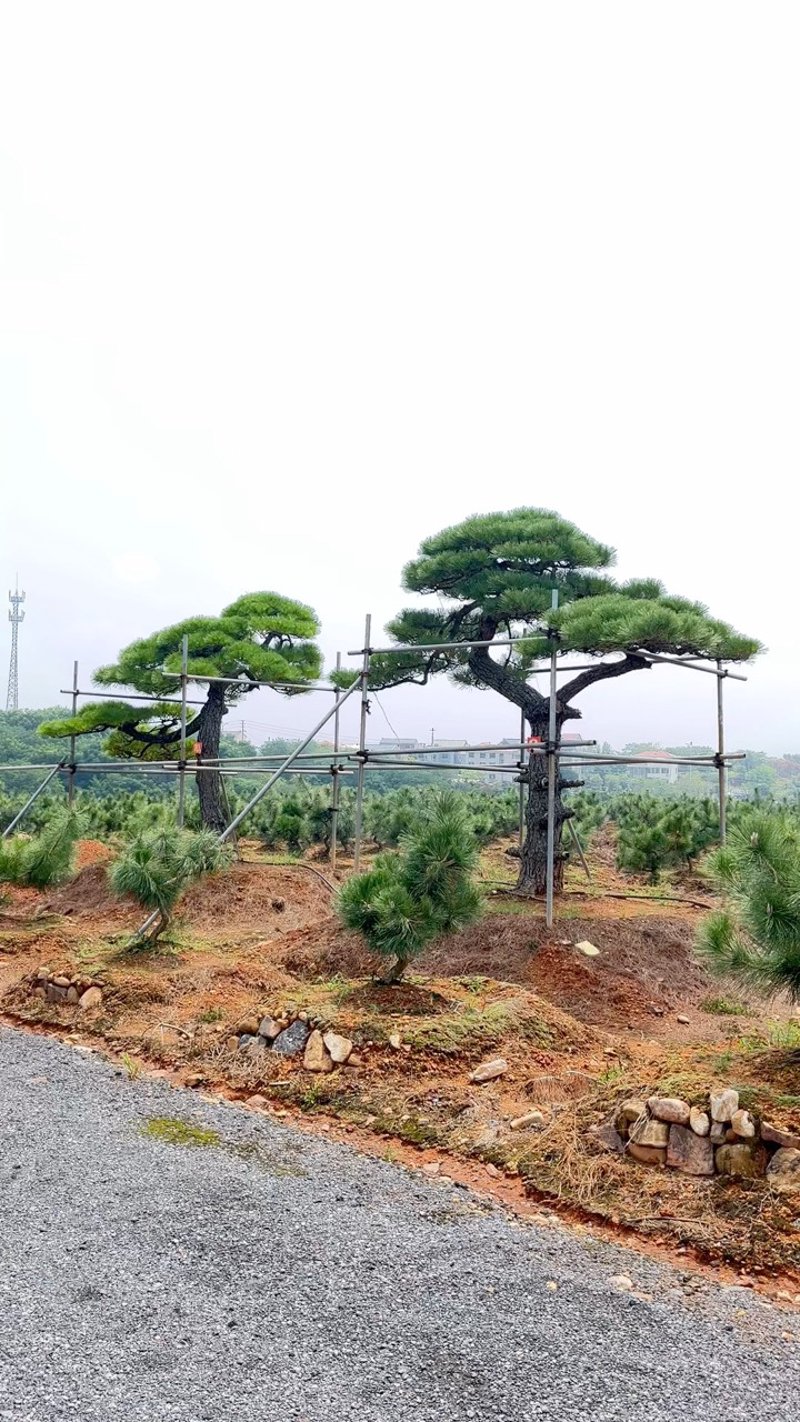 迎客松供应：自然与人文的完美契合