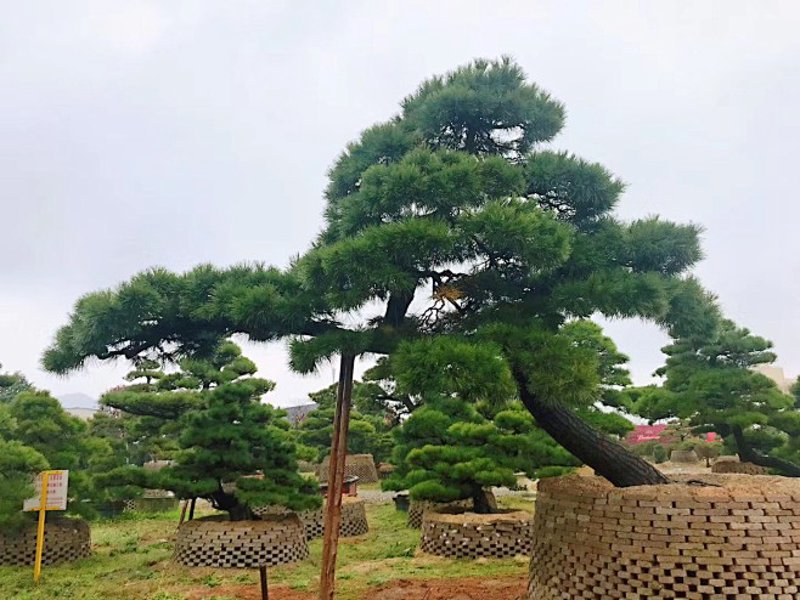 黑松价格探秘:市场风云中的微妙变化