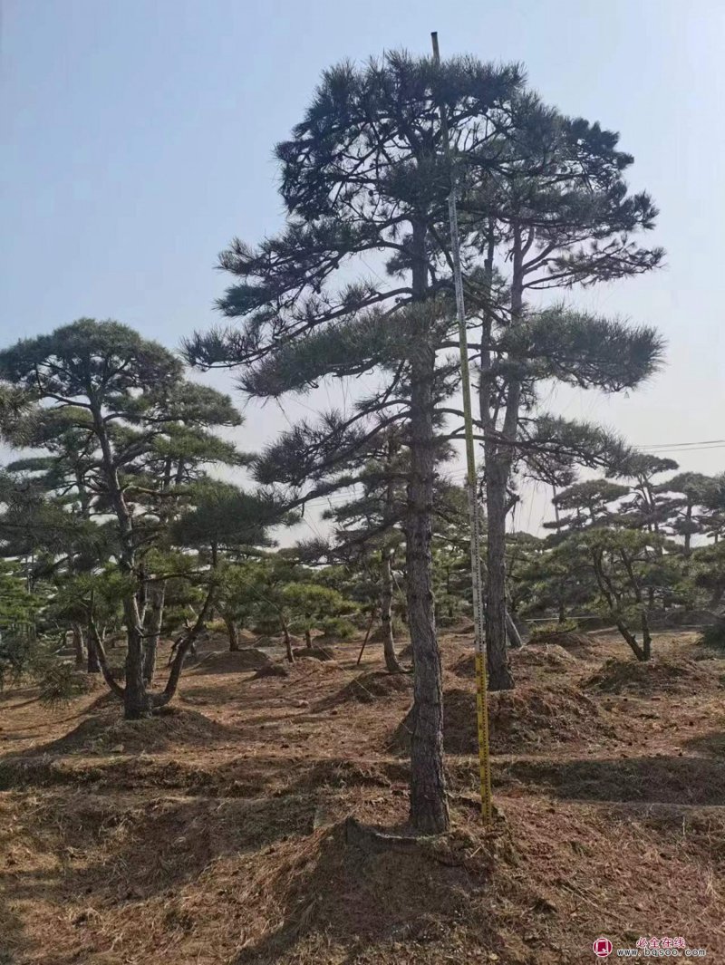 现代景观中的造型松:自然与艺术的完美结合