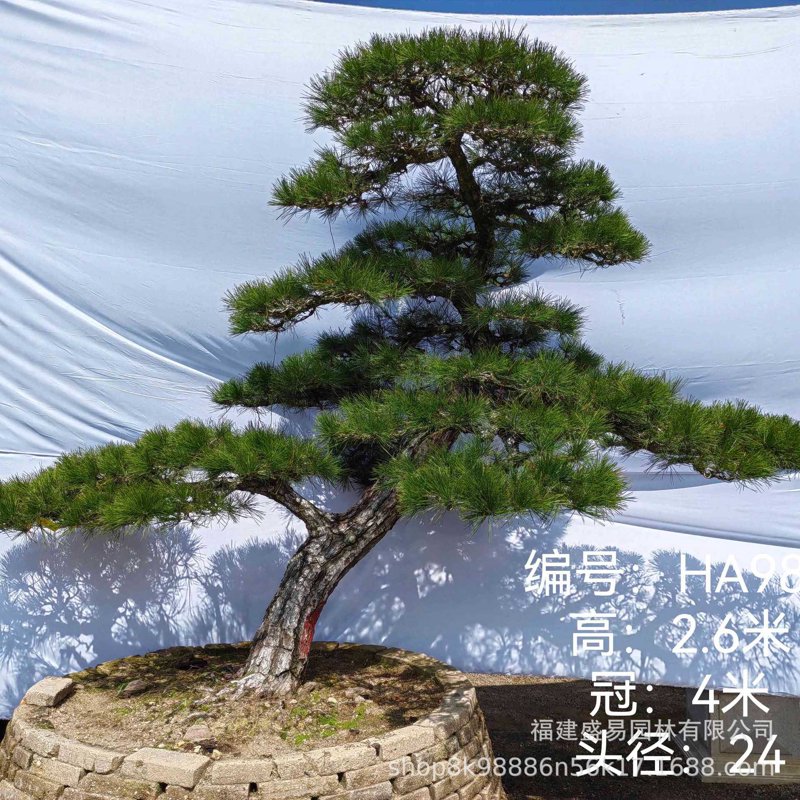 安徽黄山迎客松：千年古树枝繁叶茂迎来新生