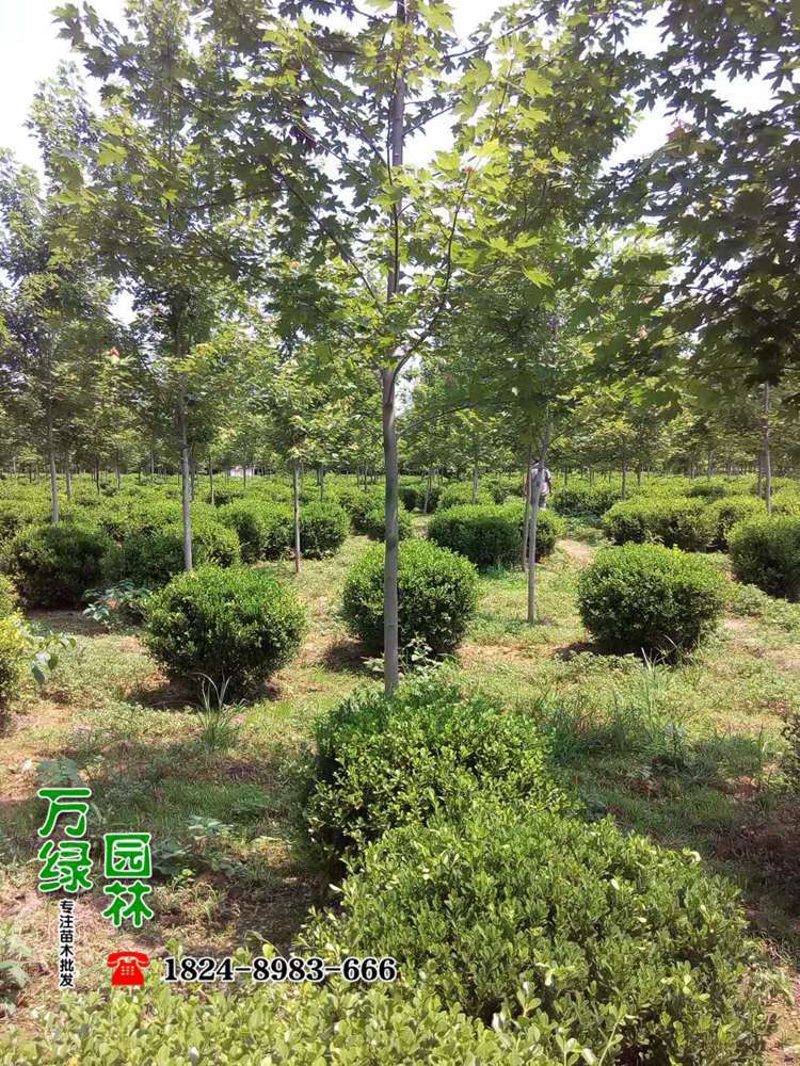 绿化苗木供应